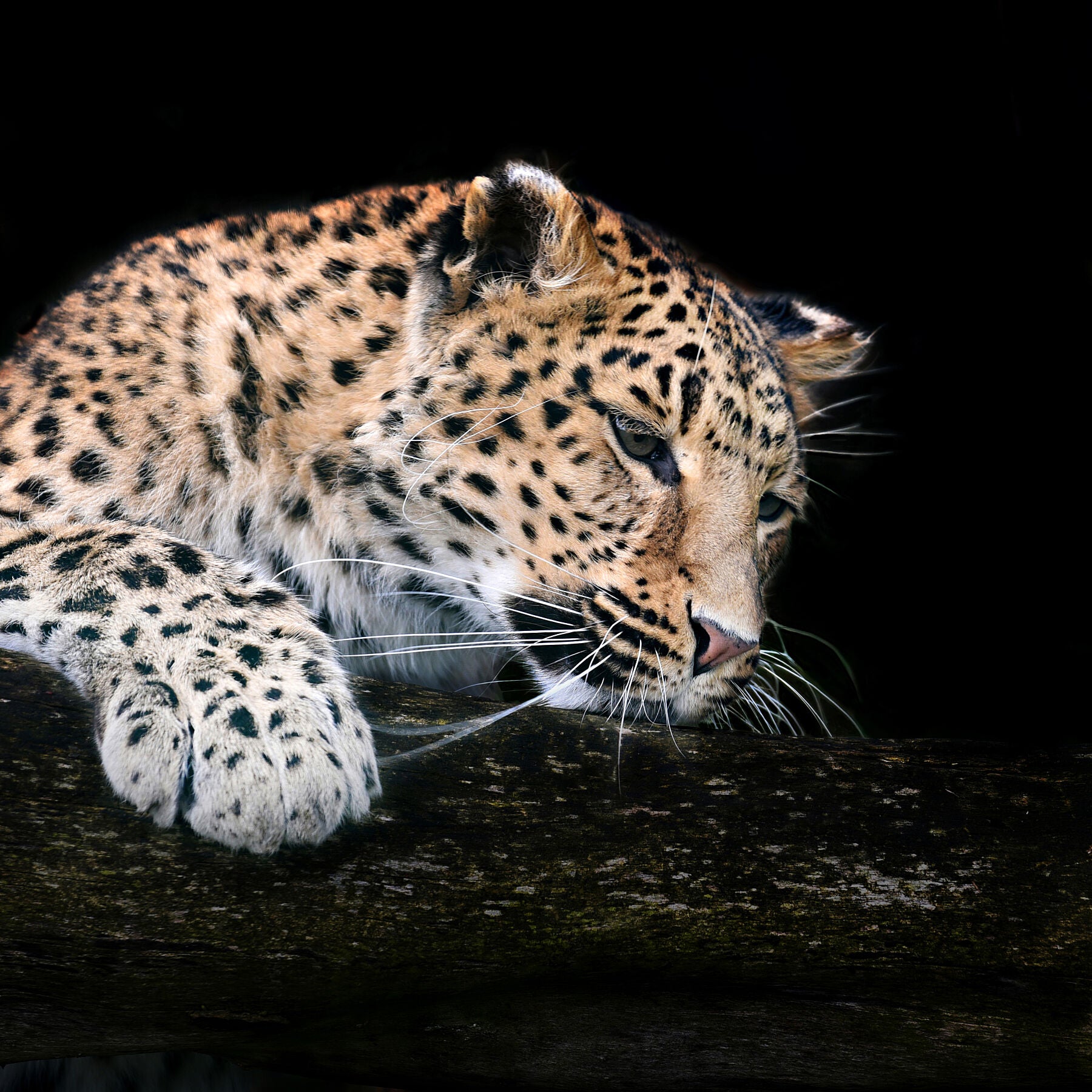 Leopard Stalking Drawings KAIPA Animal Poster Leopard Hunting Poster